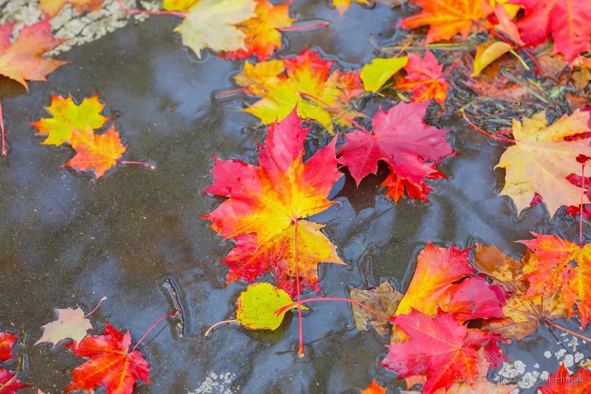 падающие листья. лист на ветру. падающие листья. осенний листопад. осенний листопад.