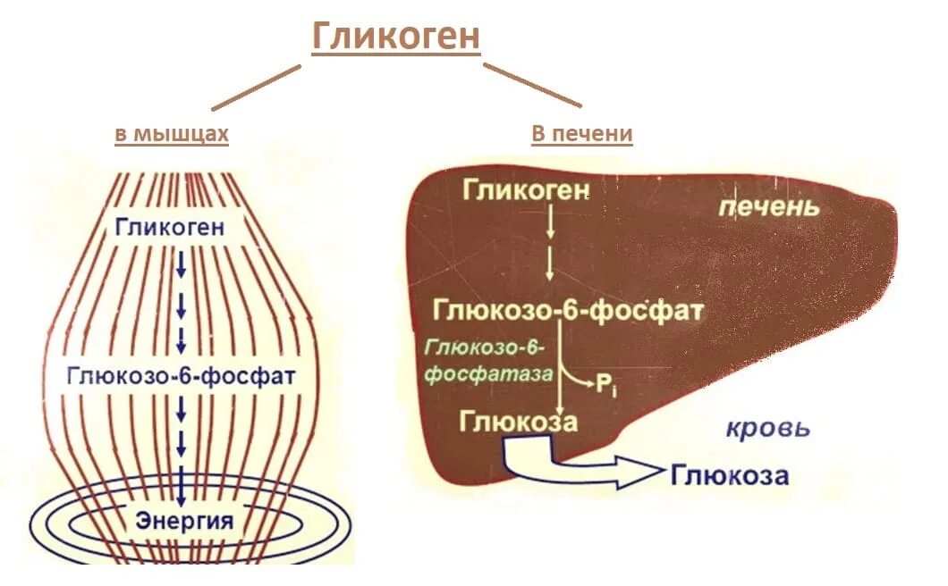 Структура гликогена. Мышечный гликоген. Гликоген в печени. Содержание гликогена в печени