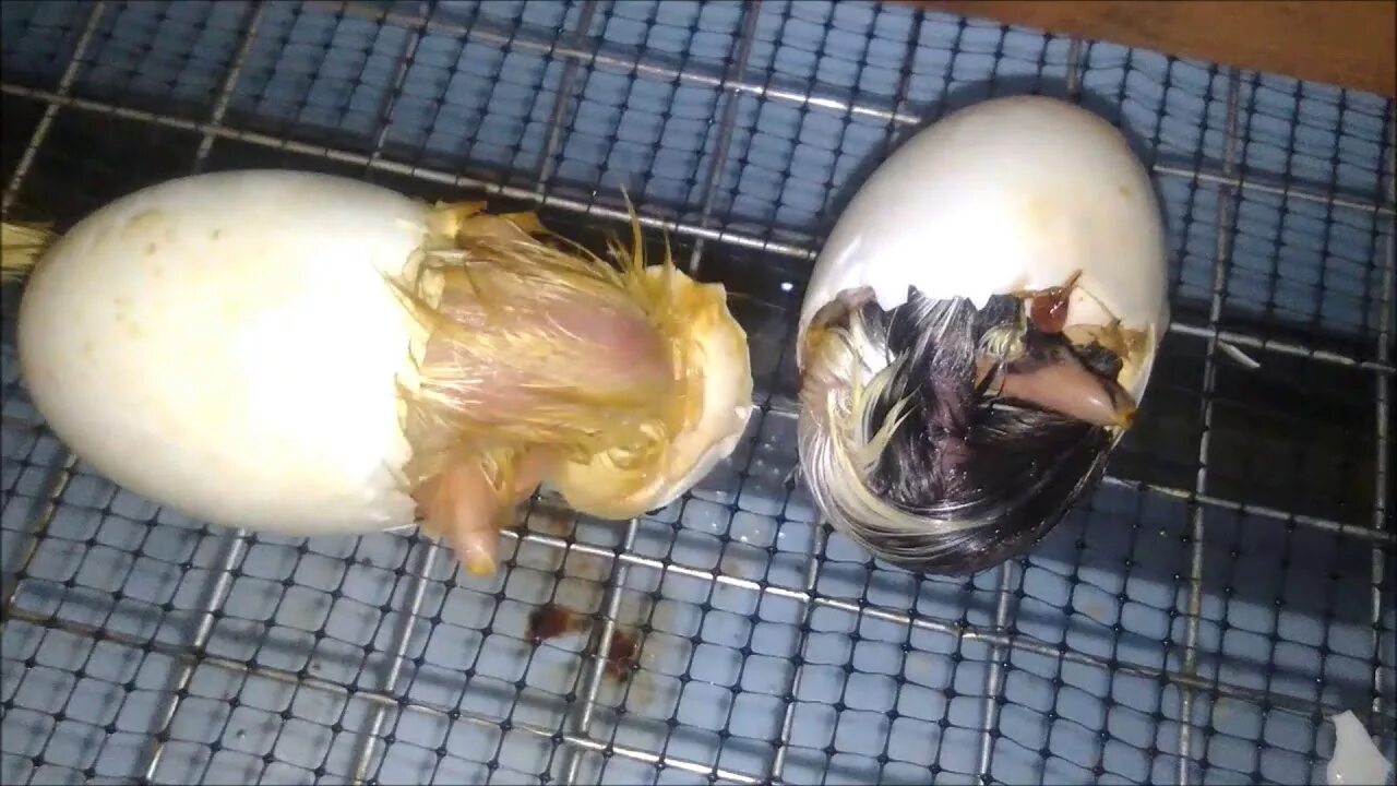 Вылупления утят