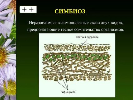 Виды симбиотических организмов