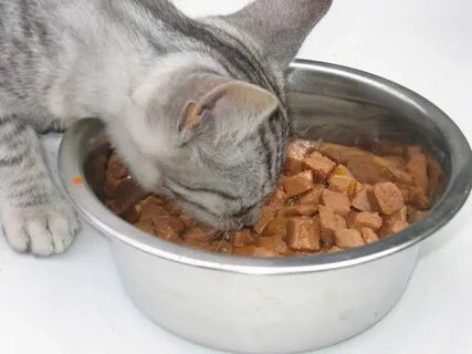 Домашний корм для котят