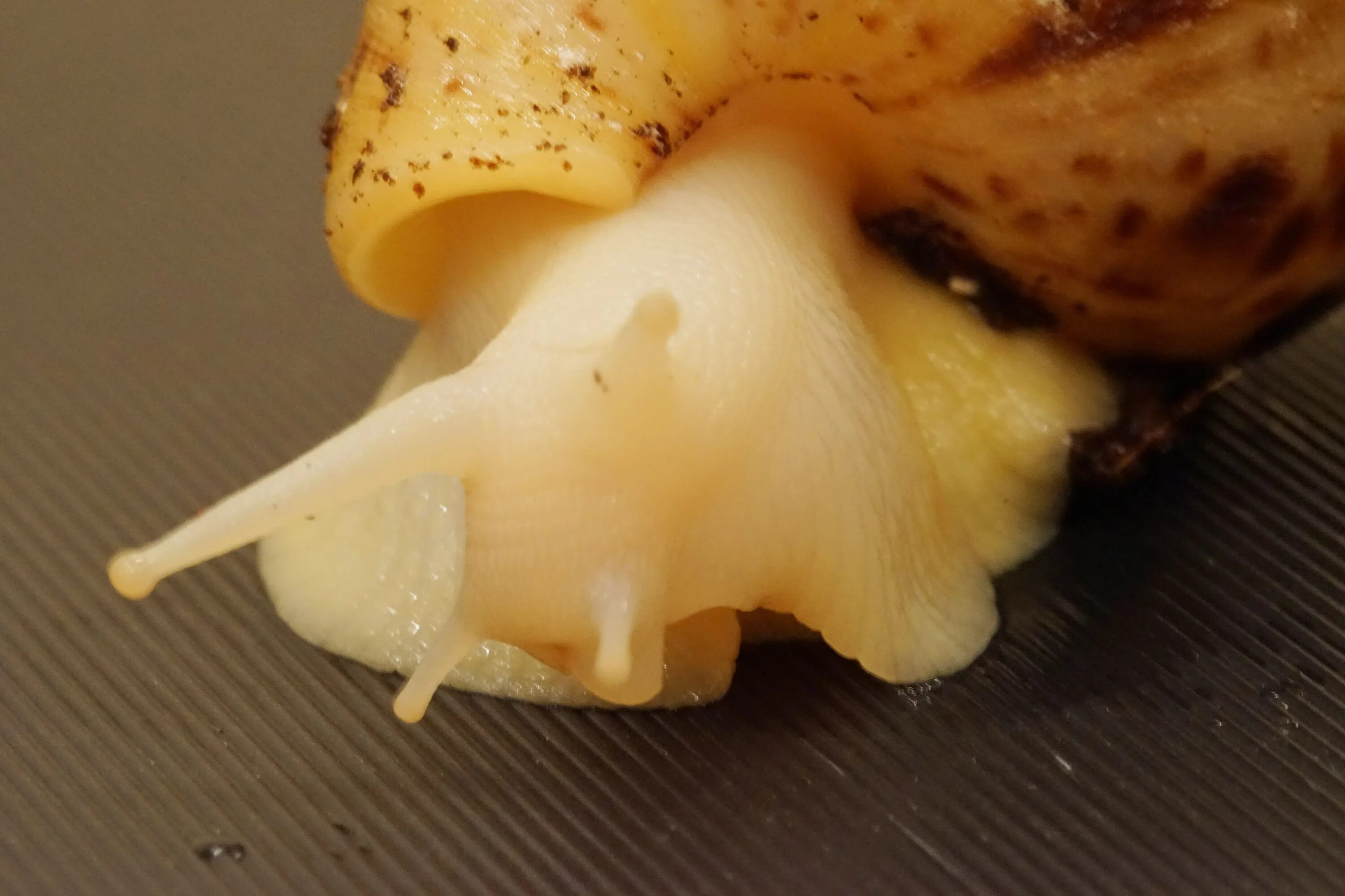 Achatina fulica. Улитки ахатины бананы. Улитки ахатины бананы. Что едят улитки. Улитка ахатина бананы.