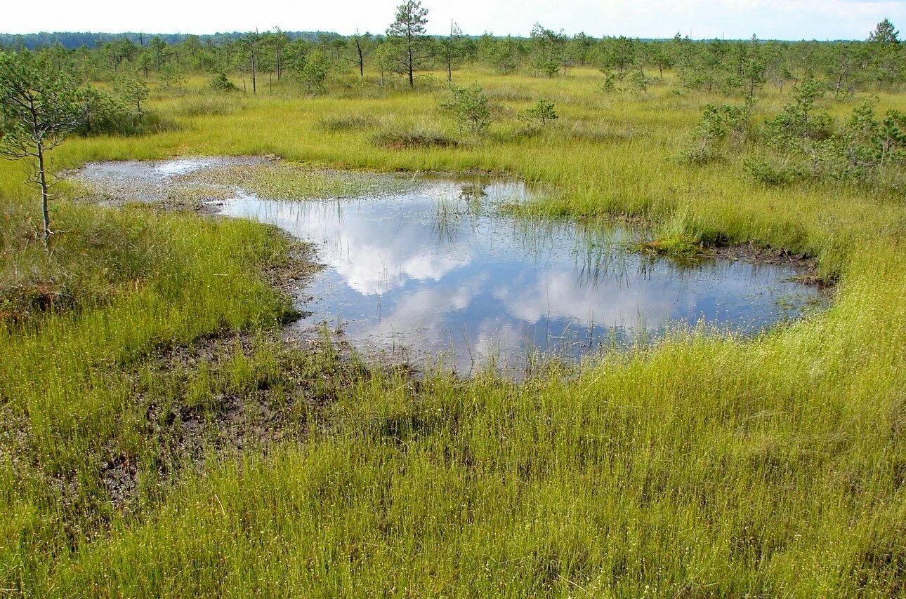Верховое болото это. Гидрологический заказник острова Дулебы. Верховые болота (олиготрофные). Верховые сфагновые болота. Верховое болото Сатино.