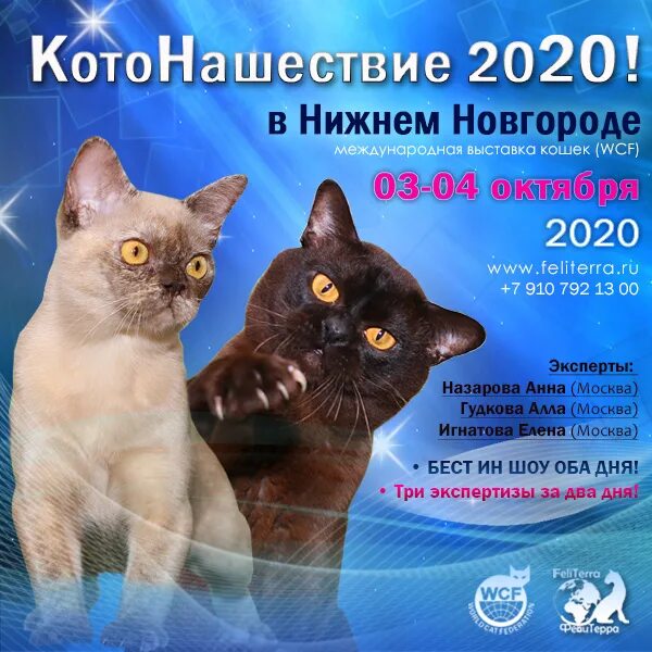магазин для кошек нижний новгород. кошка нижний новгород. выставка кошек показать. Game wall complex for cats. как стать участником выставки кошек нижний новгород.