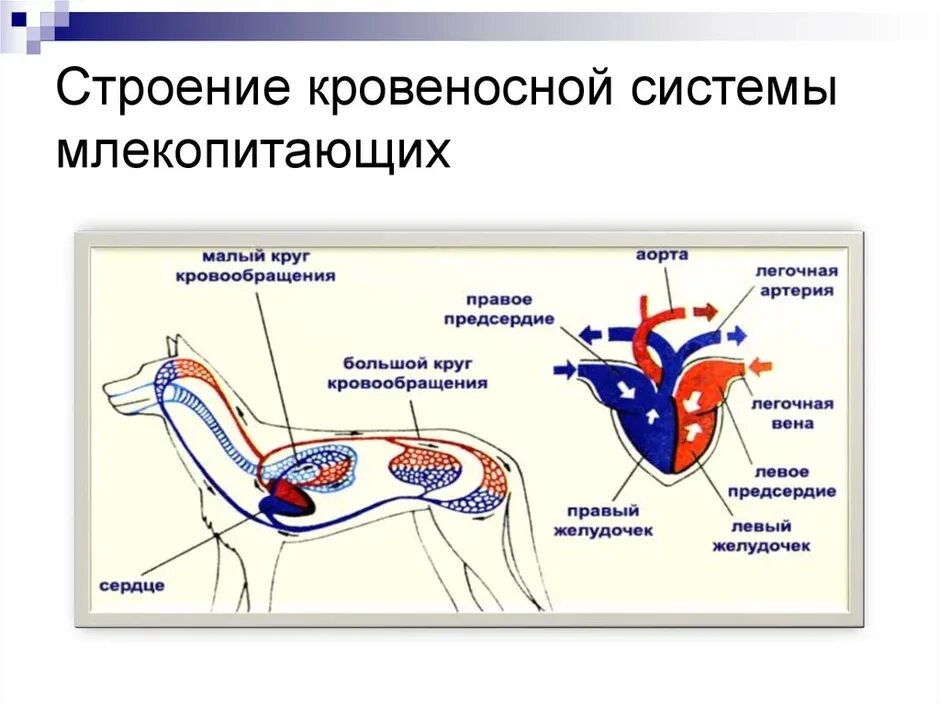 Какая кровь в сердце у млекопитающих. Кровеносная система млекопитающих схема биология 7. Кровеносная система млекопитающих 7 класс биология. Схема строения дыхательной системы млекопитающих. Схема система органов млекопитающих.