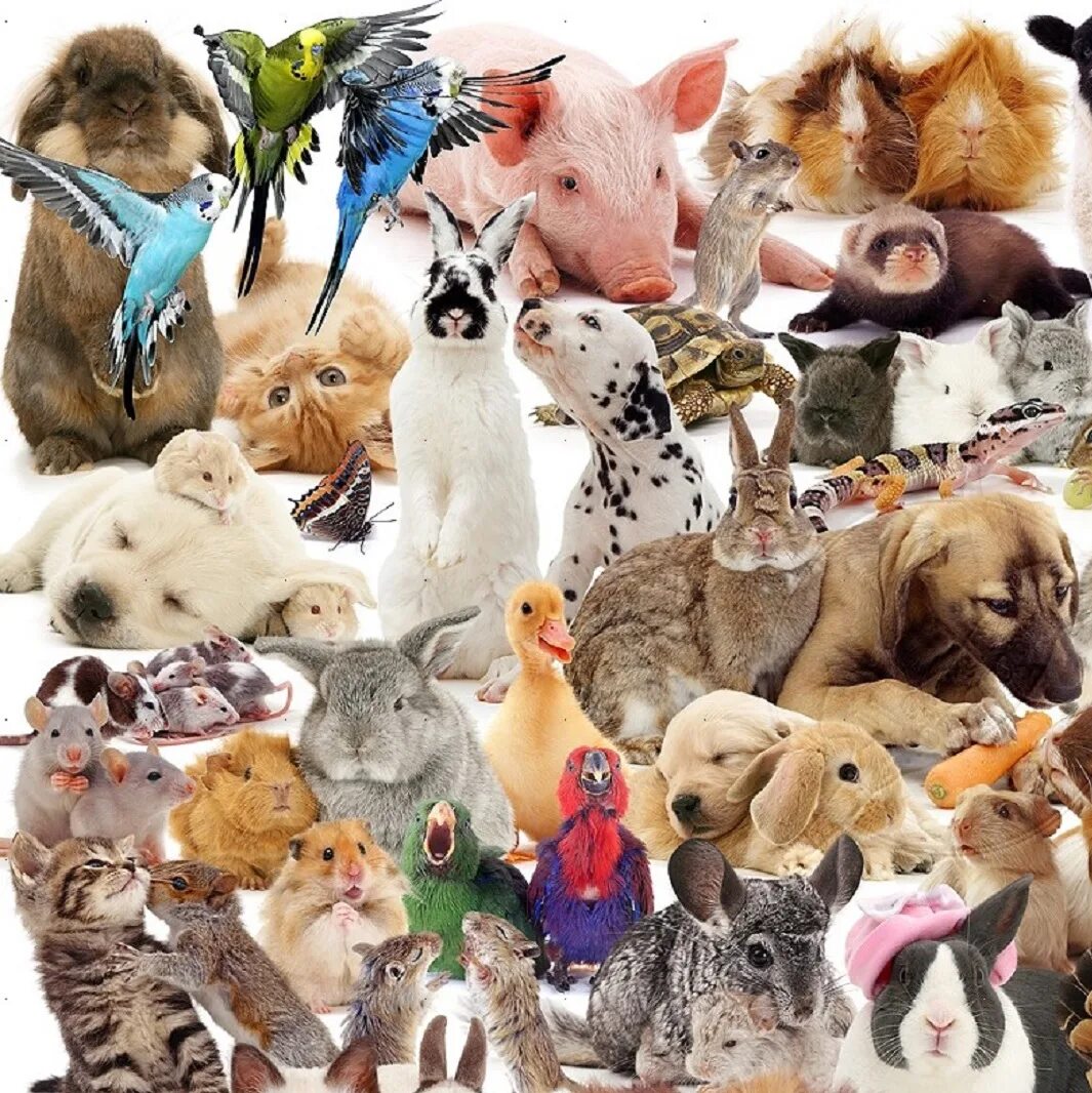 Много зверей. Много много животных. Много животных на одной картинке. Домашние животные коллаж.