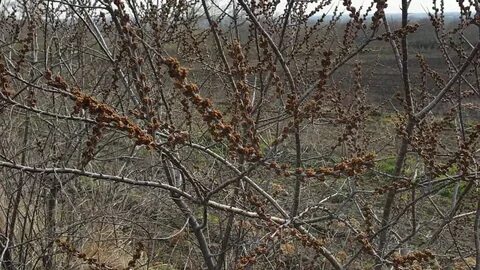 Почки женской облепихи