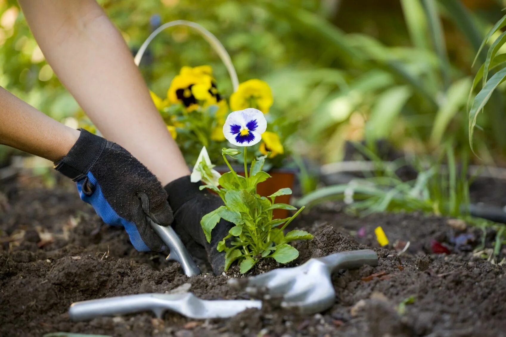 Посадка растений. Сажание цветов. Посадка растений в саду. Цветы в огороде. The gardener planted some