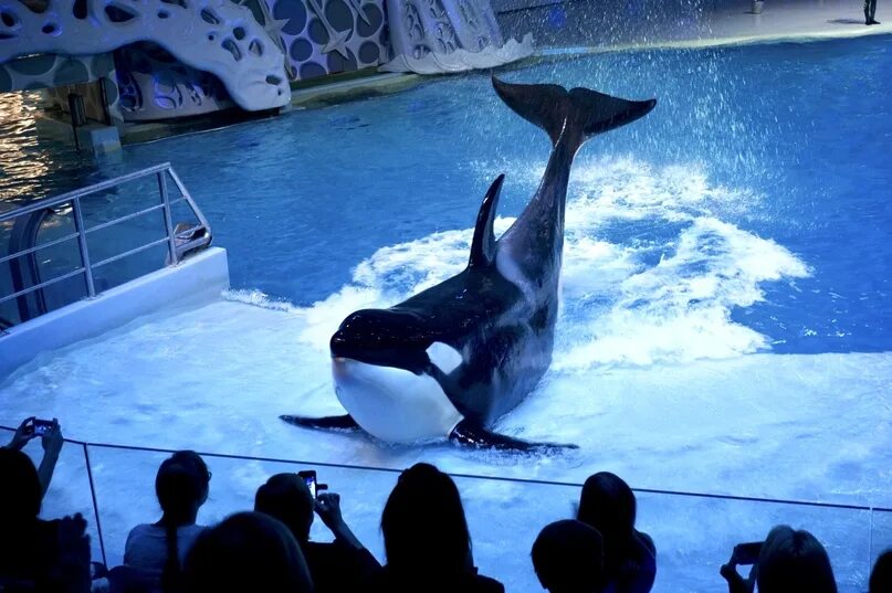 глубина бассейна в москвариуме на вднх. москвариум на вднх новогоднее шоу. представление в москвариуме на вднх. шоу в москвариуме на вднх. представление в москвариуме на вднх.