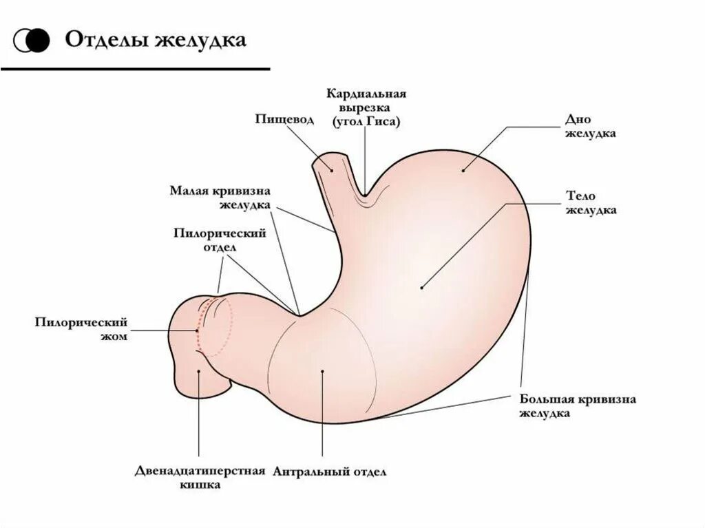 Нижняя часть желудка. Антральный и фундальный отдел желудка. Функции кардиального отдела желудка. Желудок анатомия антральный отдел желудка. Антральный отдел и пилорический отдел желудка.