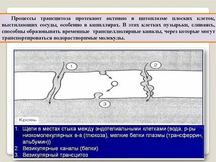 В цитоплазме бактерий протекает