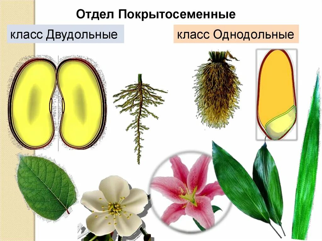 Какие цветы относятся к однодольным. Однодольное или двудольное растение. Семейства цветковых растений Однодольные. Покрытосеменные растения Однодольные и двудольные. Однодольные это в биологии.