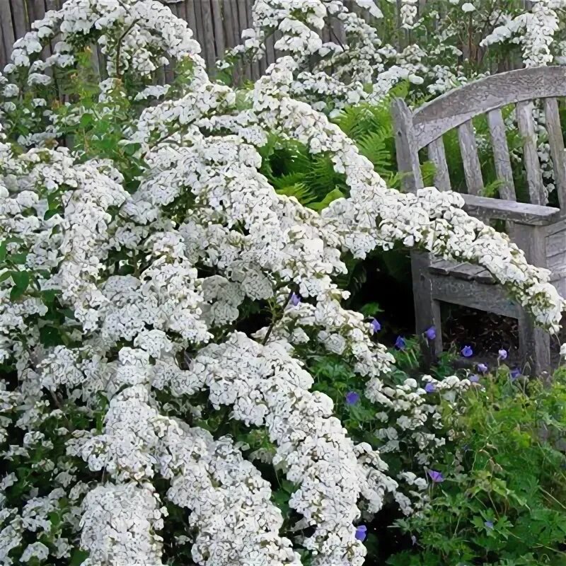 Спирея джун. Спирея джуния брайт. спирея ниппонская spiraea nipponica. спирея ниппонская джун. спирея джун брайд.
