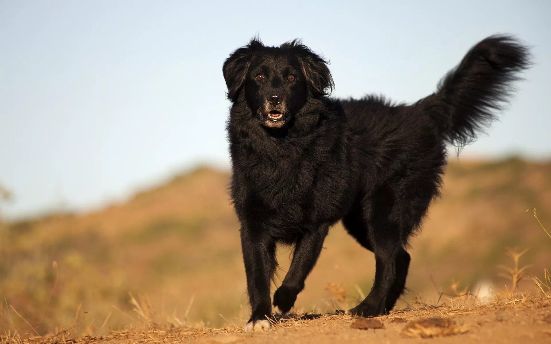 Большая черная собака. Майоркская овчарка длинношерстная. Эштрельская овчарка черная. Сириус Блэк собака. Ретривер черный длинношерстный.