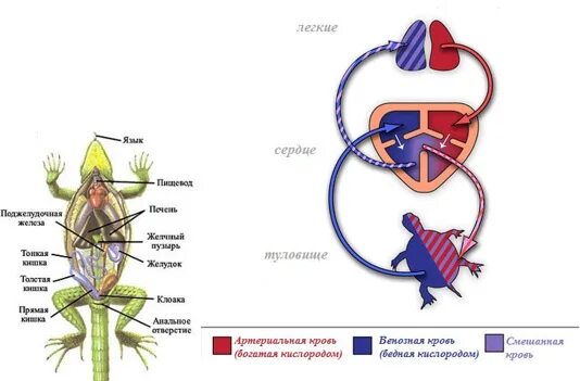 Строение кровеносной системы черепахи. Кровеносная система черепахи схема. Круги кровообращения черепахи. Сколько кругов кровообращения у черепахи. Кровообращение у черепах