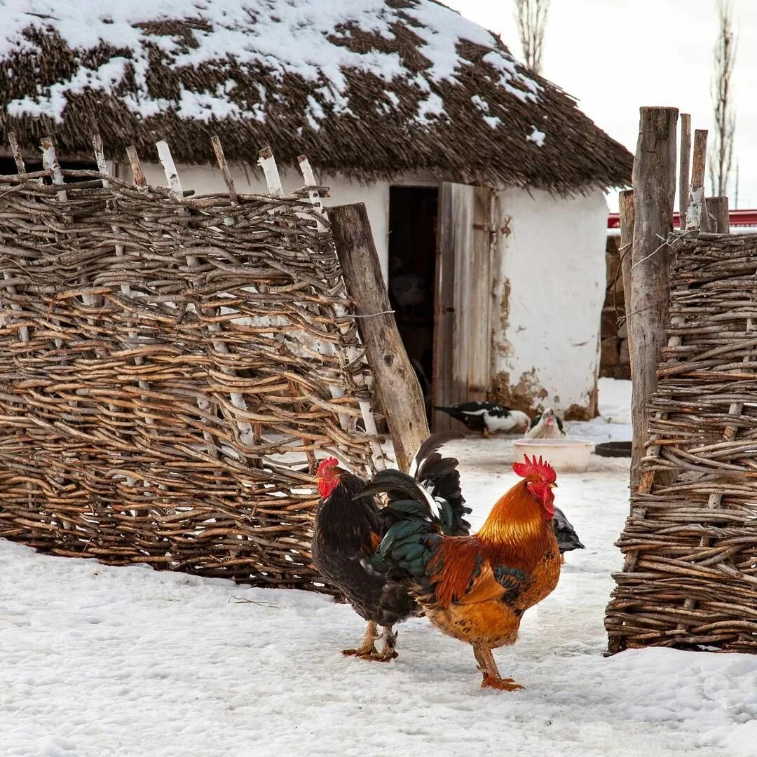 Казацкий Хутор подворье. Эриванская музей казачье подворье. Казачье подворье, станица Курчанская. Казачье подворье Тюмень. Птицы подворья