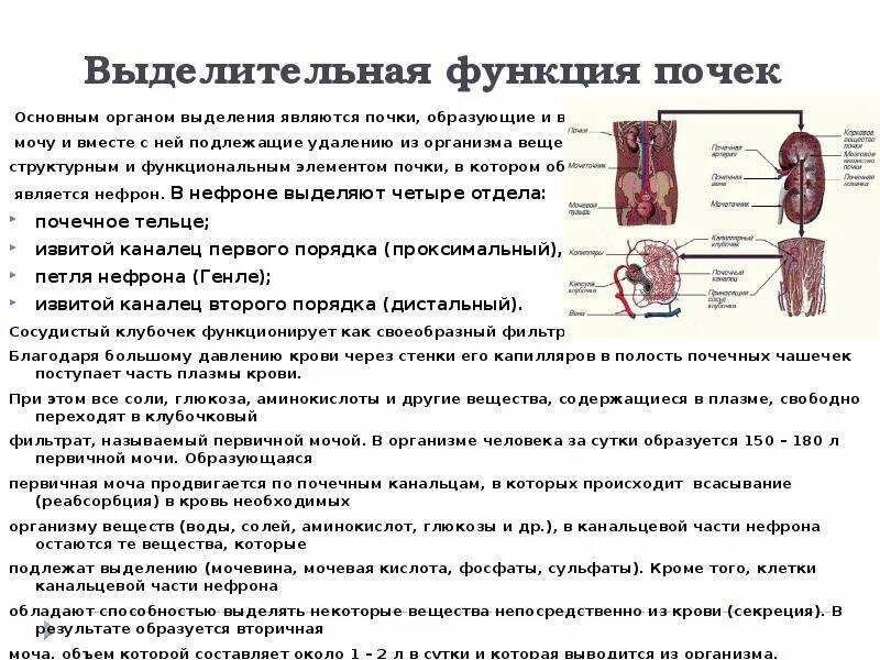 Основной выделительный орган человека. Выделительная система человека функции почек. Роль почек в системе выделения. Функции органов выделения. Система органов выделения функции.