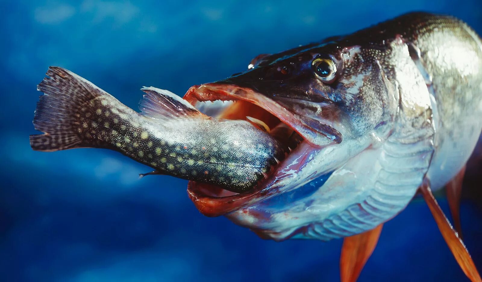 Икринка личинка малек взрослая рыба. Окунь черно белая картинка. Разговор с рыбой. Анатомия костистой рыбы окуня. Пропустить рыб.