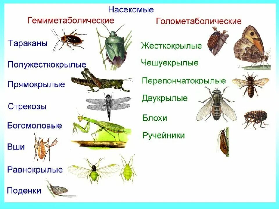 Какое значение в жизни насекомого имеет личинка