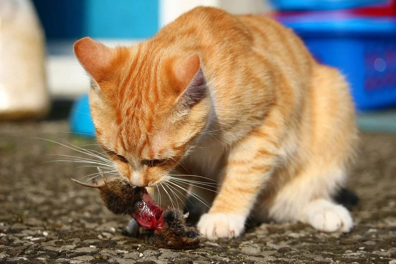 Европейская короткошерстная табби рыжий. Рыжий кот Крысолов. Рыжие коты. Рыжий котёнок. Котенок ловит мышей
