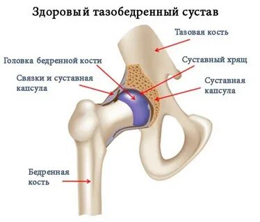 Тазобедренный сустав какой тип