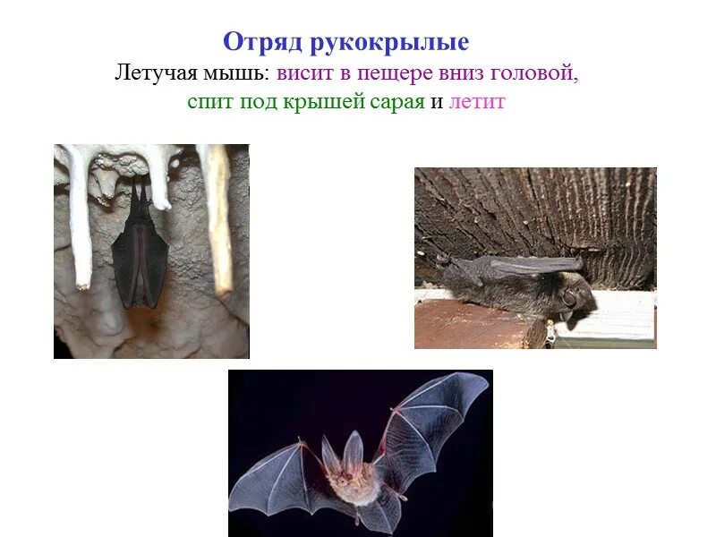 Летучие мыши млекопитающие отряда рукокрылых. Отряд рукокрылые общая характеристика 7 класс биология. млекопитающие класс рукокрылые. отряд рукокрылые описание. летучие мыши представители отряда рукокрылых.