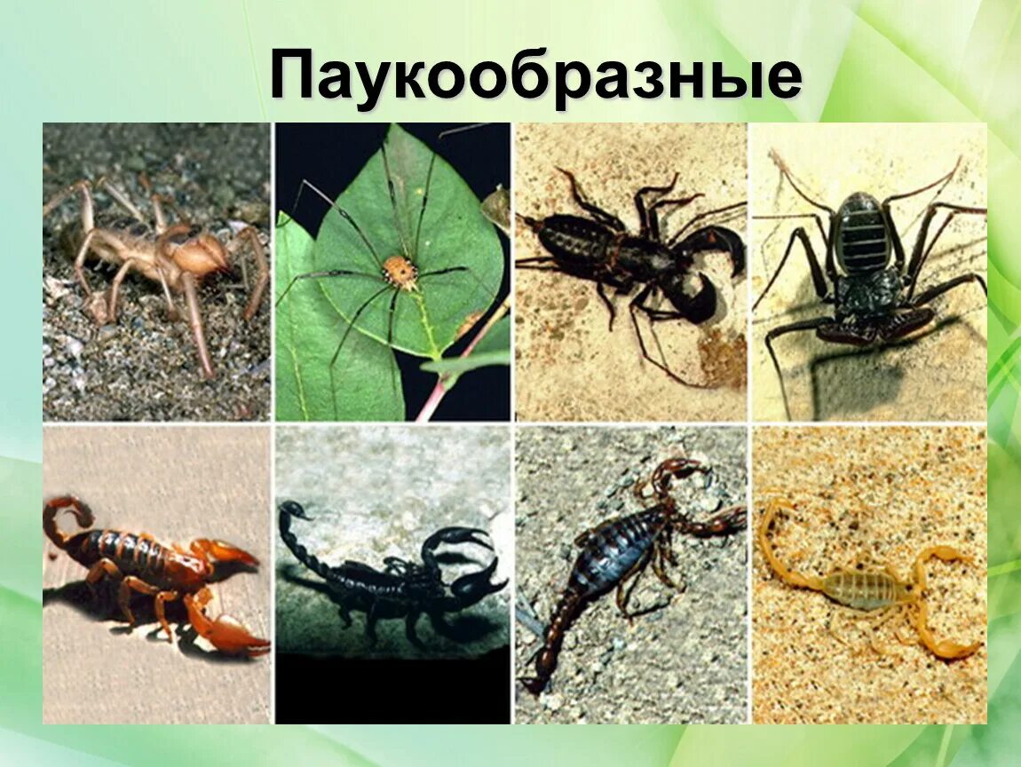 Класс паукообразных скорпионы. Членистоногие паукообразные подтип хелицеровые. паукообразные отряд скорпионы. тип членистоногие подтип хелицеровые. класс паукообразные скорпионы.