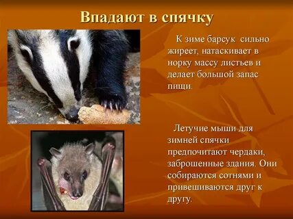 При какой температуре мухи впадают в спячку