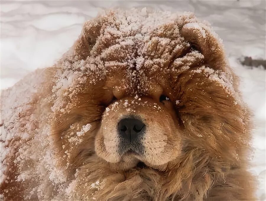 Розовый снег собаки. Собака в снегу. Чау чау зимой. Пушистые щенки в снегу. Чау-чау собака зимой.