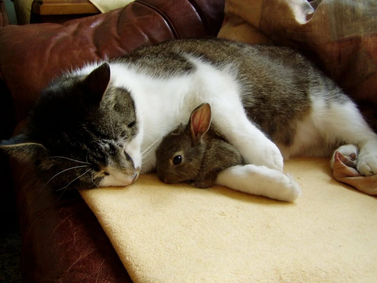 Зайчик и котик. Зайчик и котик. Кошка зайка. Котенок и зайчонок. Кот заяц видео.