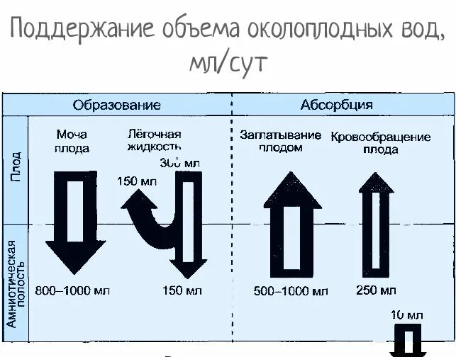 Через сколько рожают после воды. Отхождение вод количество. Отход вод при беременности. Допустимый безводный период в родах. Сколько по времени могут отходить воды.