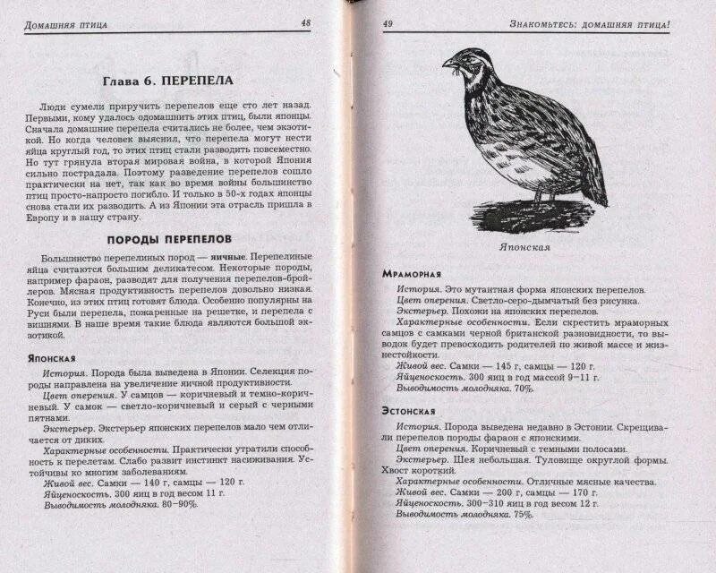Как отличить самцов перепелов. Эстонская порода перепелов. Перепела породы описание. Перепела мясной породы. Таблица пород перепелов.
