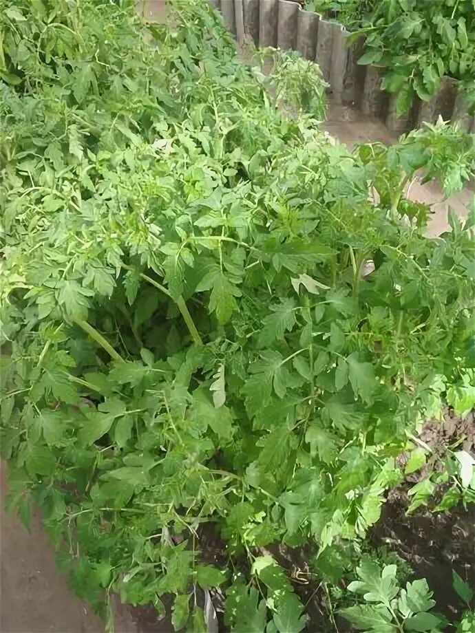 Почему горчит томатный. Почему горчит томатный