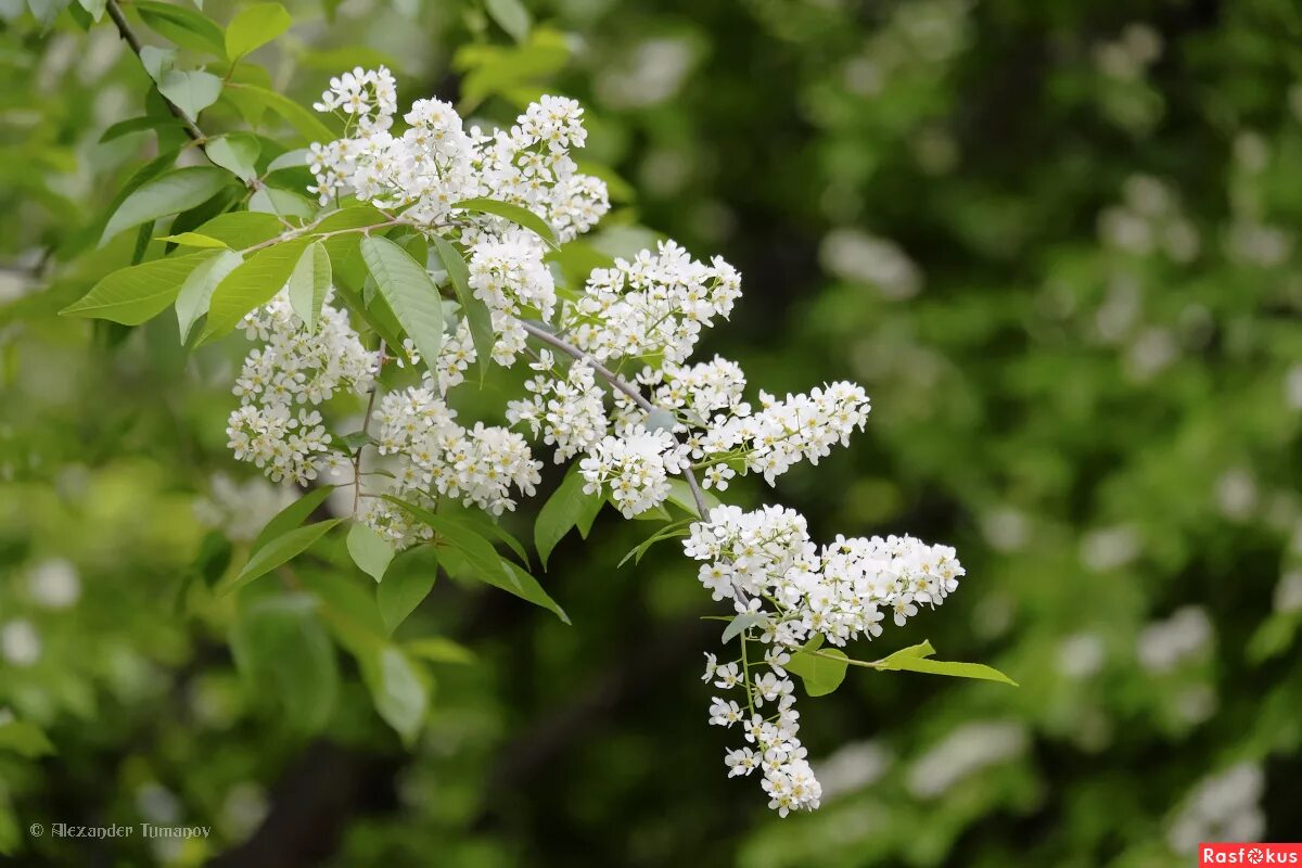 черёмуха душистая. расцвела черемуха есенин. черемуха весной. черёмуха обыкновенная соцветие. черёмуха душистая черемуха.