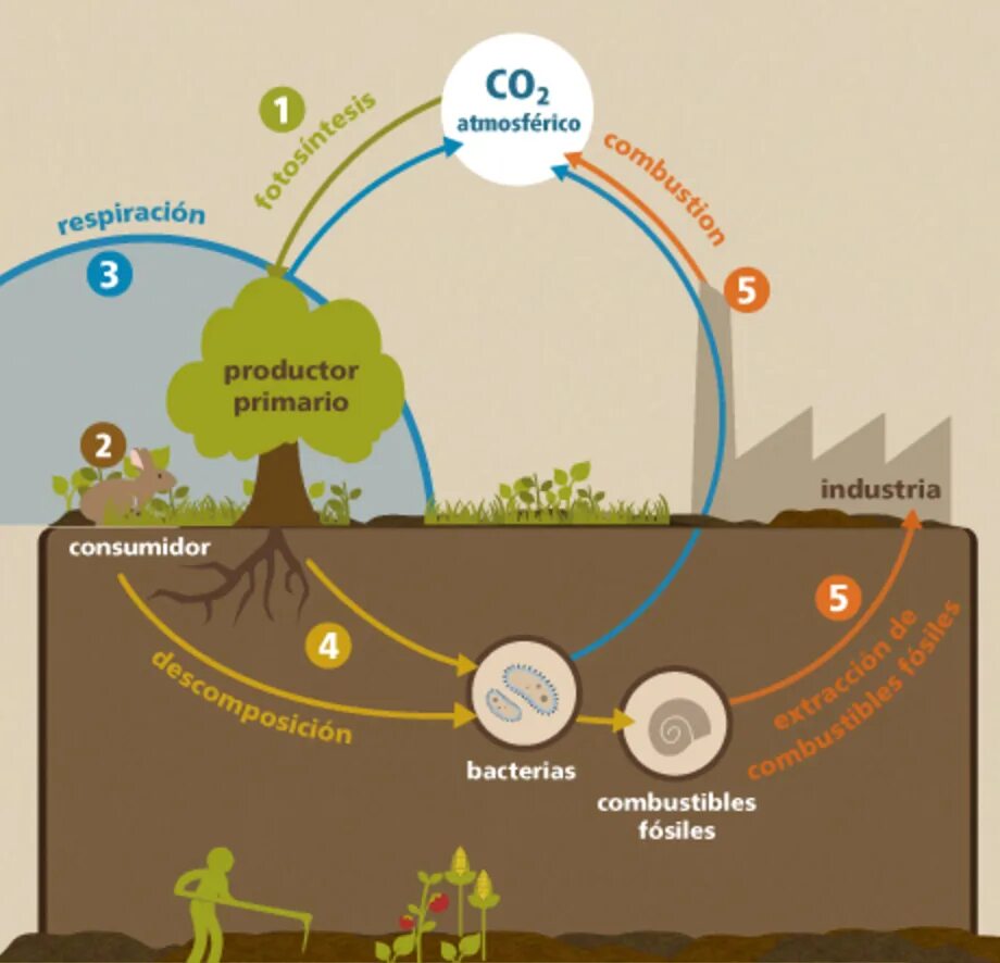 Схема круговорота углекислого газа. Схема круговорота углерода в водной и наземной экосистемах. Круговорот углерода в сельском хозяйстве. Углеродный цикл растения. Биологический круговорот.