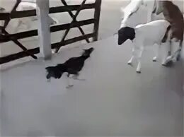 Петух козленок