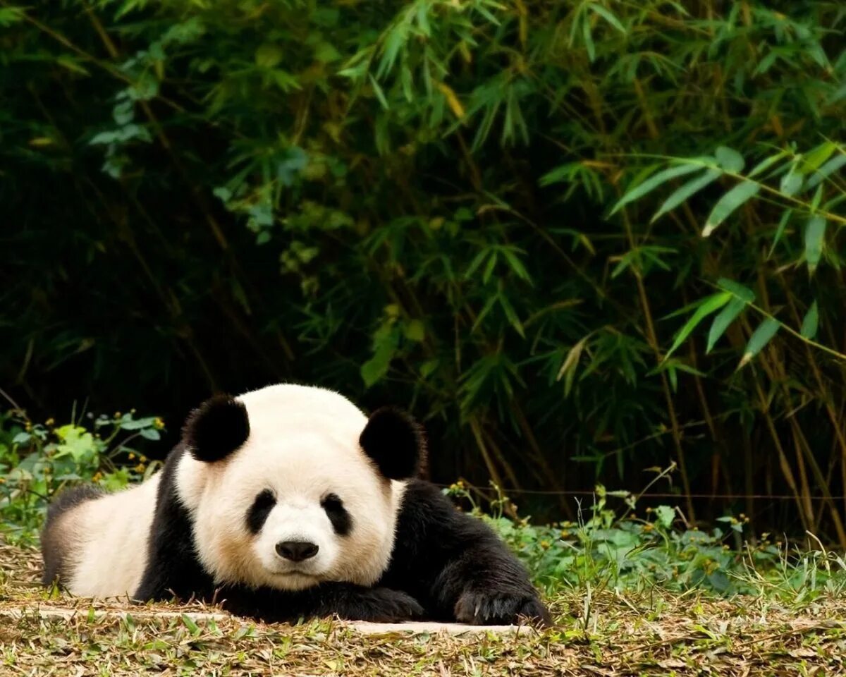 Панда бамбуковый медведь. Большая бамбуковая Панда. Большая Панда или бамбуковый медведь. Панда символ Китая. Большая панда медведь