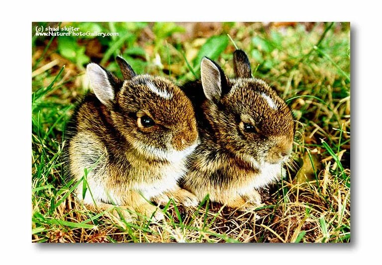 Заяц листопадничек. Зайчонок листопадничек. Заяц листопадник. Дикие животные заяц. Осенние зайчата листопаднички.