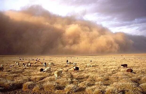 Степные суховеи. Ветер. Пыльные бури в степи россии. Афганец пылевая буря. Туман в степи.