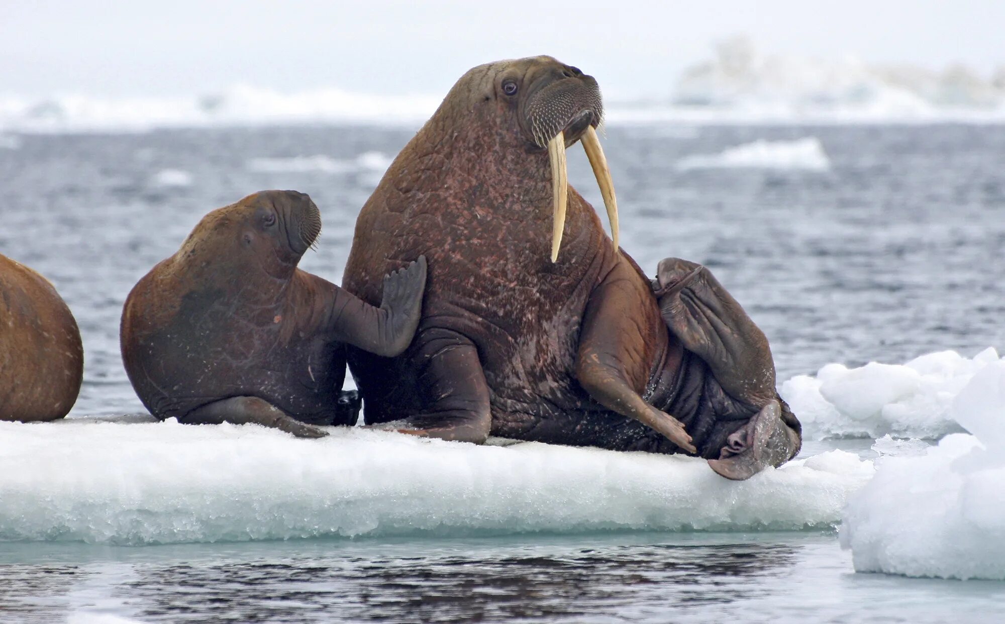 Лаптевский морж. Тихоокеанский морж (Odobenus rosmarus divergens). Морж Лаптевский подвид. Ластоногие моржи. Моржи в тундре