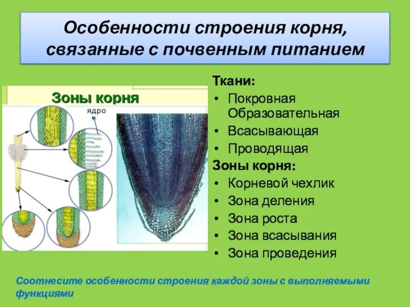 Какую функцию выполняет образовательная ткань зоны. Корневой чехлик ткань. корневой чехлик ткани и строение. зона корневой чехлик ткань. корневой чехлик строение и функции.