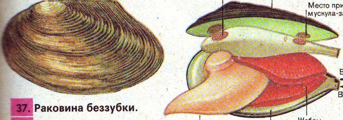 Внешнее строение раковины мидии. Анатомия беззубки перловицы. беззубка перловица мидия. внешнее строение раковины беззубки. строение раковины перловицы.
