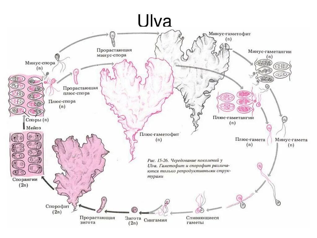 Жизненный цикл polysiphonia. Схема красных водорослей. Размножение красных водорослей схема. Цикл размножения красных водорослей. Цикл развития красных водорослей схема.