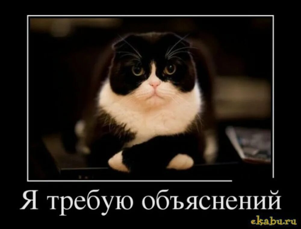 Требую выходные. Я требую блинчик кот. Я требую объяснений. А может без меня будет лучше. Кошка с икрой.