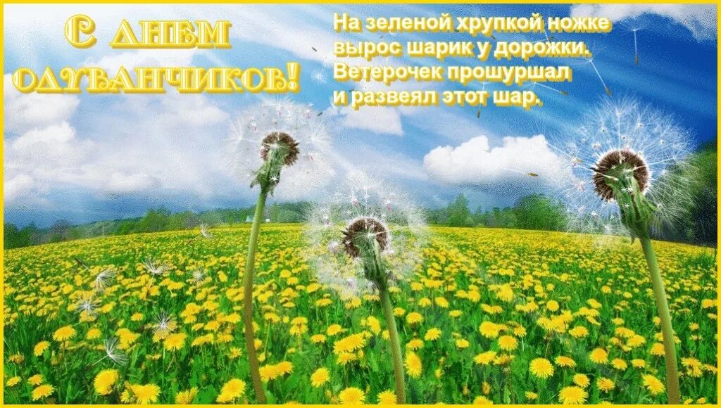 Всемирный день одуванчика поздравления. День одуванчика история праздника. Всемирный день одуванчика 13 мая. Открытки с одуванчиками. Одуванчик желтый.