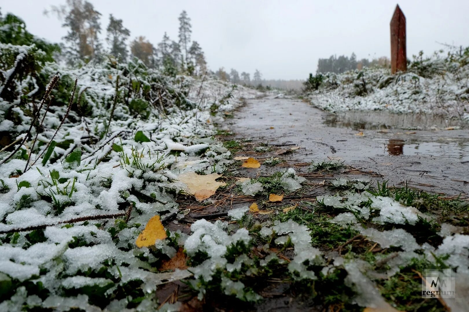 Где выпал снег в россии сегодня. Первый снег. Первый снег в лесу. Ноябрь первый снег. Падал первый снег.