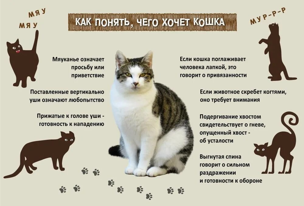 Как понять кота. Поведение кошек. Как понять что хочет кошка. Как понять что кот хочет кошечку. Можно ли котенка