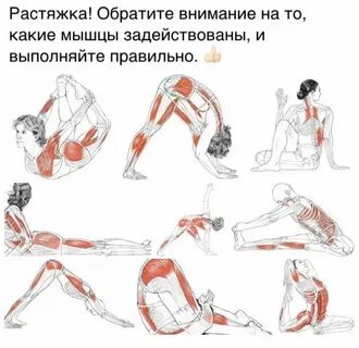 Комплекс упражнения мышц туловища