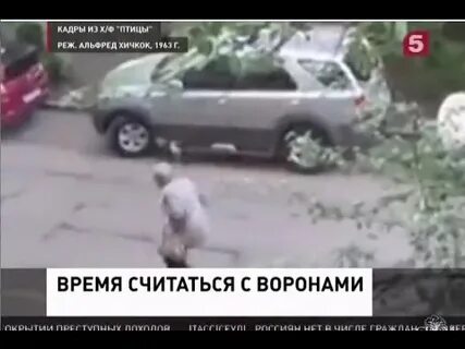 Почему ворон нападает на человека