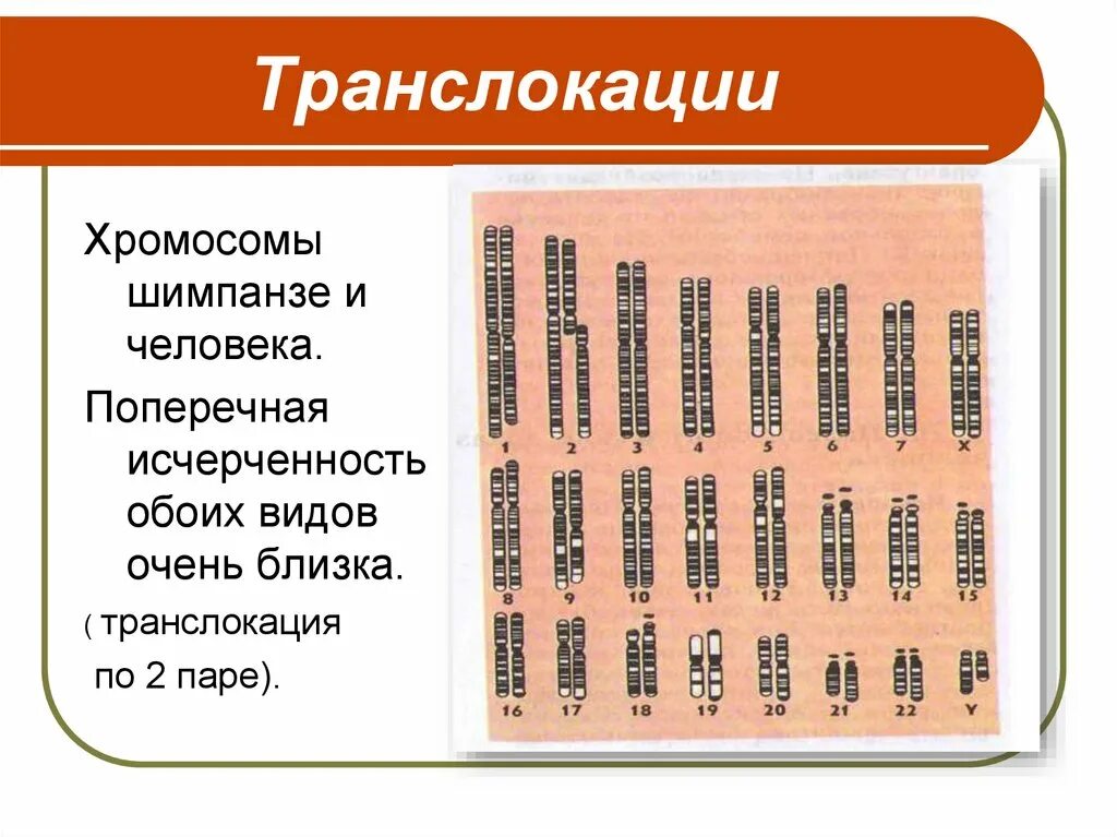 Сколько хромосом в яйцеклетках шимпанзе. Хромосомы человека и шимпанзе. Набор хромосом шимпанзе. Хромосомные наборы человека и шимпанзе. Хромосомы человека и шимпанзе сравнение.